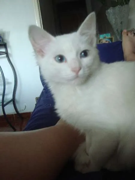 Gato ra a Vira lata idade 7 a 11 meses nome Marley, Caco e brisa