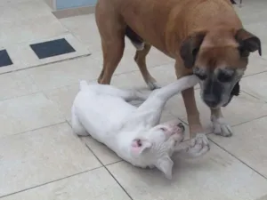 Cachorro raça BOXER idade 6 ou mais anos nome ASTOR
