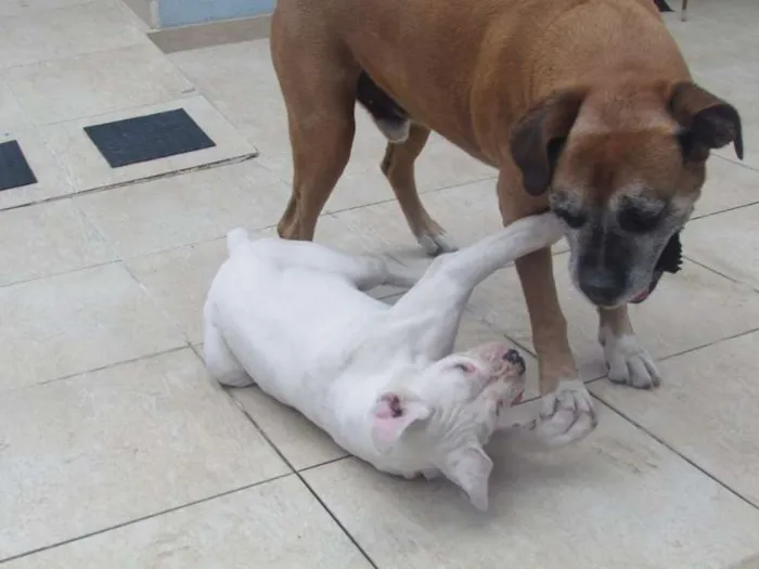 Cachorro ra a BOXER idade 6 ou mais anos nome ASTOR