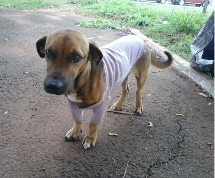 Cachorro ra a SRD idade  nome Não sabemos