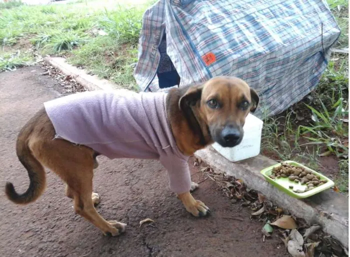 Cachorro ra a SRD idade  nome Não sabemos