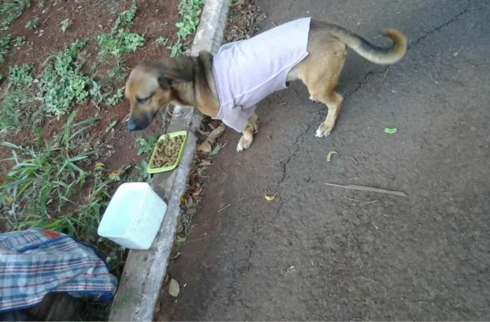 Cachorro ra a SRD idade  nome Não sabemos