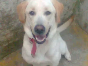 Cachorro raça Labrador idade 2 anos nome Marley