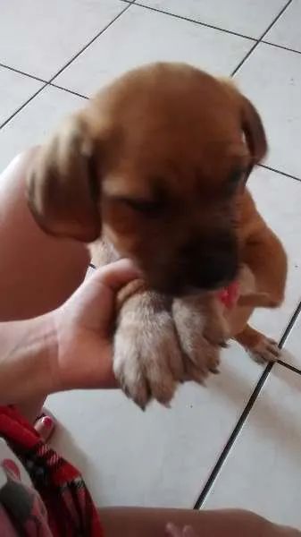 Cachorro ra a lhasa após com srd idade Abaixo de 2 meses nome sem nome