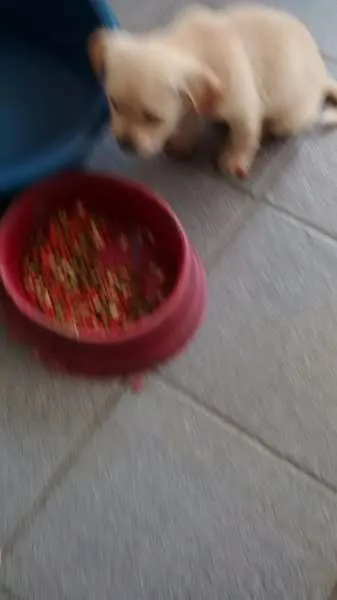 Cachorro ra a lhasa após com srd idade Abaixo de 2 meses nome sem nome