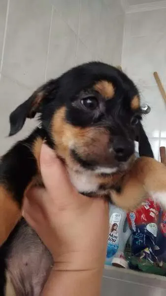 Cachorro ra a lhasa apso com srd idade Abaixo de 2 meses nome sem nome