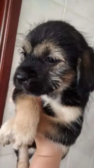 Cachorro raça lhasa apso com ard idade Abaixo de 2 meses nome sem nome
