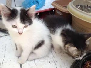 Gato raça SRD idade 2 a 6 meses nome Gatinas