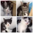 Gatinas