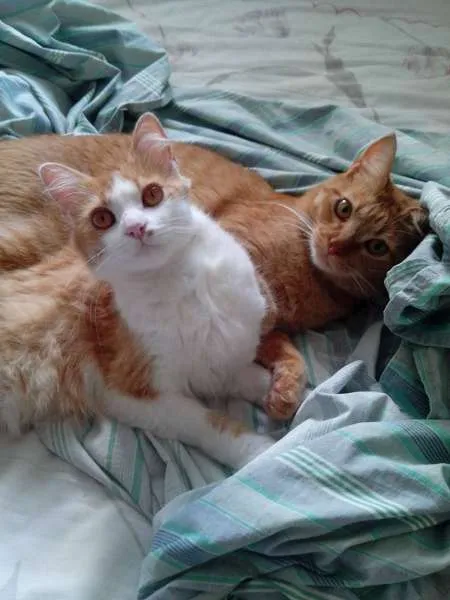 Gato ra a INDEFINIDA idade 1 ano nome Nina e Binho 