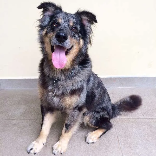 Cachorro ra a  idade 2 anos nome Dread