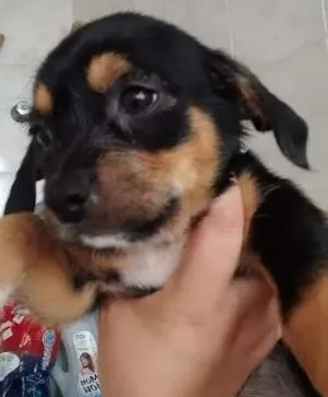 Cachorro raça lhasa apso com srd idade Abaixo de 2 meses nome sem nome