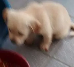 Cachorro ra a lhasa após com srd idade Abaixo de 2 meses nome sem nome