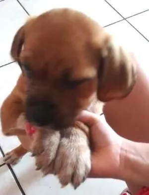 Cachorro raça lhasa após com srd idade Abaixo de 2 meses nome sem nome