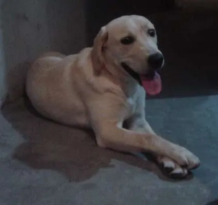 Cachorro ra a Labrador idade 7 a 11 meses nome Konex