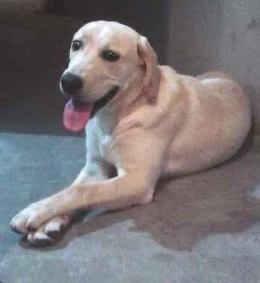 Cachorro ra a Labrador idade 7 a 11 meses nome Konex
