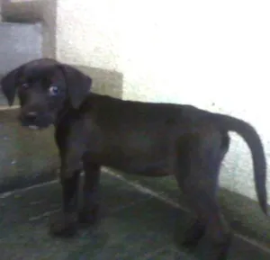 Cachorro raça não sei idade 2 a 6 meses nome mel