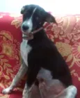 mimozo