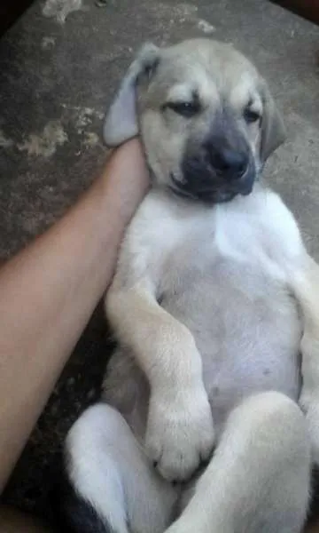 Cachorro raça indeterminada. idade 2 a 6 meses nome não tem
