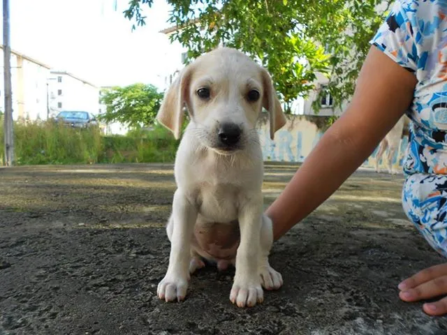 Cachorro raça indeterminada. idade 2 a 6 meses nome renatha