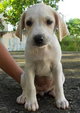 Cachorro raça indeterminada. idade 2 a 6 meses nome renatha