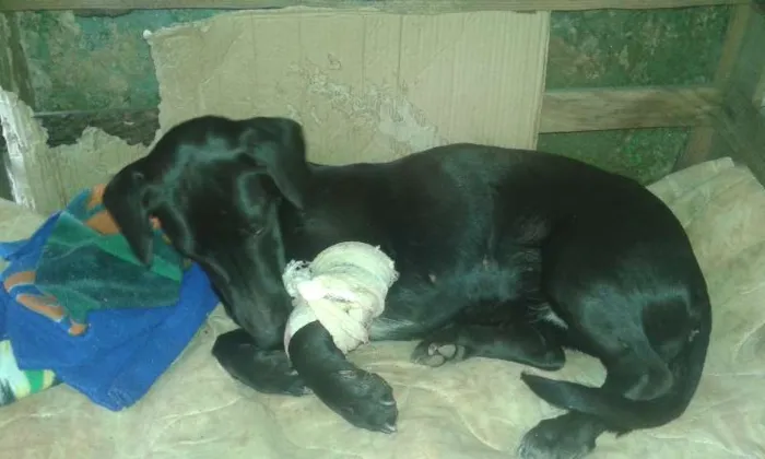 Cachorro ra a COFAP MESTIÇO idade 1 ano nome sem nome