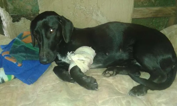 Cachorro ra a COFAP MESTIÇO idade 1 ano nome sem nome