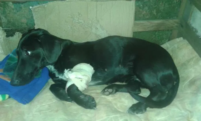 Cachorro ra a COFAP MESTIÇO idade 1 ano nome sem nome