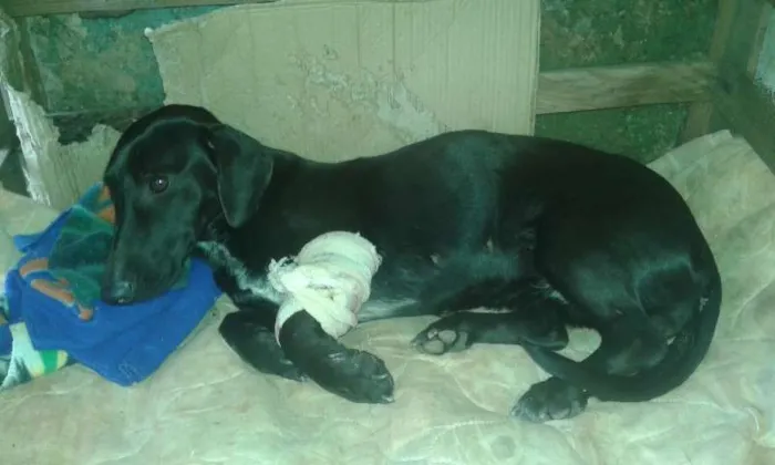 Cachorro ra a COFAP MESTIÇO idade 1 ano nome sem nome