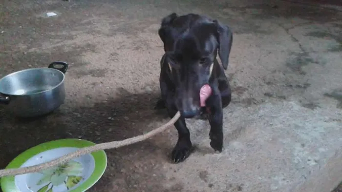 Cachorro ra a COFAP MESTIÇO idade 1 ano nome sem nome
