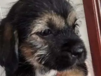 Cachorro ra a lhasa apso com ard idade Abaixo de 2 meses nome sem nome