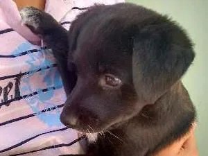 Cachorro raça  idade Abaixo de 2 meses nome Bob