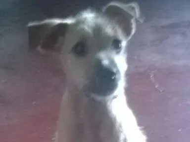 Cachorro ra a SRD idade 2 a 6 meses nome Desconhecido