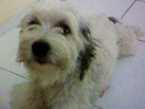 Cachorro ra a  idade 3 anos nome Spike
