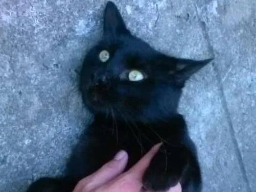 Gato raça PCB idade 2 anos nome Maru