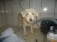 filó