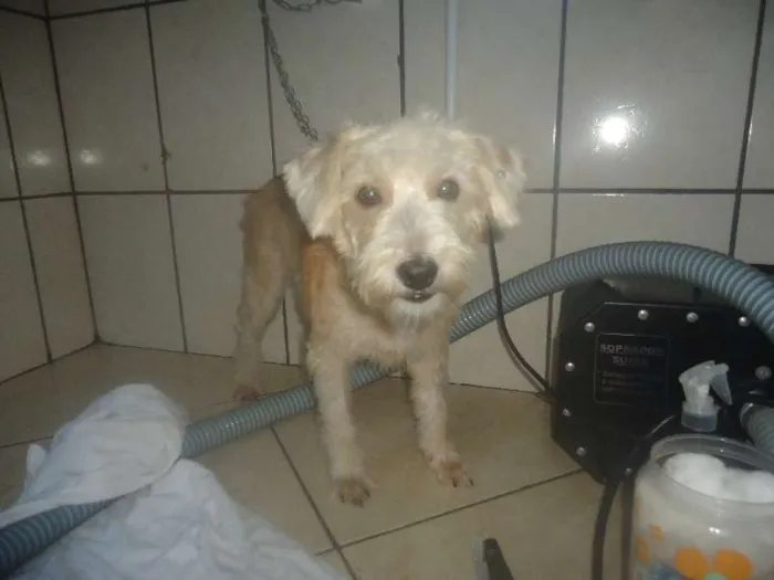 Cachorro ra a SRD idade 2 anos nome filó