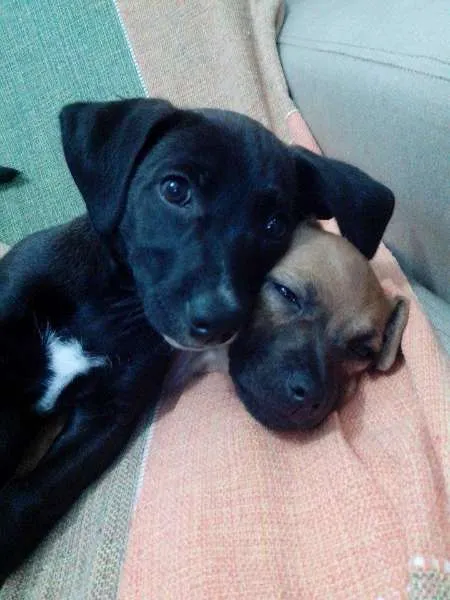 Cachorro ra a SRD idade 2 a 6 meses nome Sem Nome