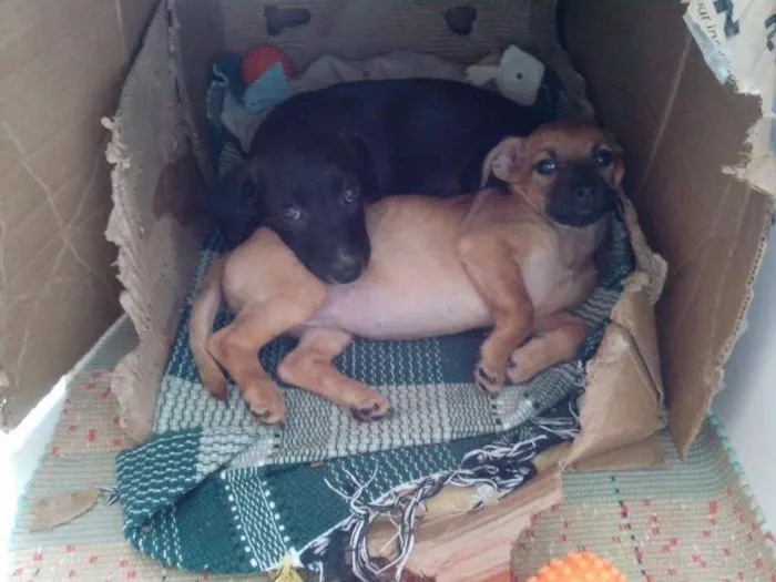 Cachorro ra a SRD idade 2 a 6 meses nome Sem Nome