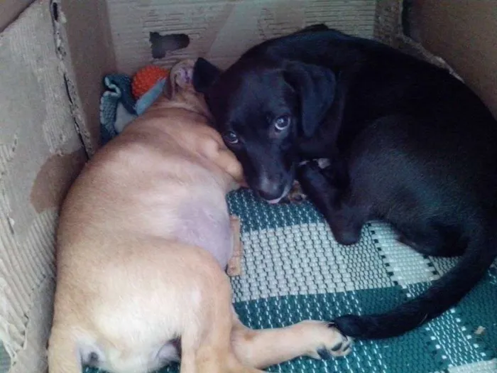 Cachorro ra a SRD idade 2 a 6 meses nome Sem Nome