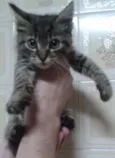 Lince