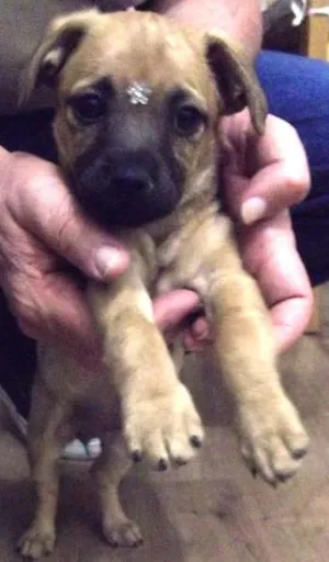 Cachorro raça SRD idade 2 a 6 meses nome Sem Nome