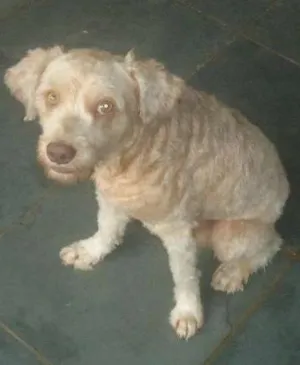 Cachorro raça SRD idade 2 anos nome Thor