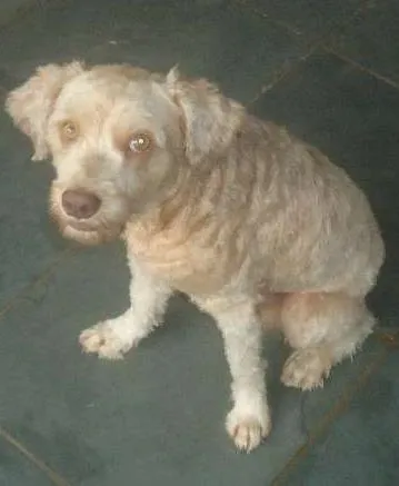 Cachorro ra a SRD idade 2 anos nome Thor