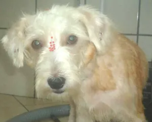 Cachorro raça SRD idade 2 anos nome filó