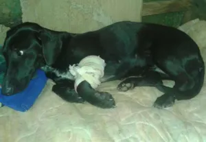 Cachorro raça COFAP MESTIÇO idade 1 ano nome sem nome
