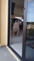 Pitoco