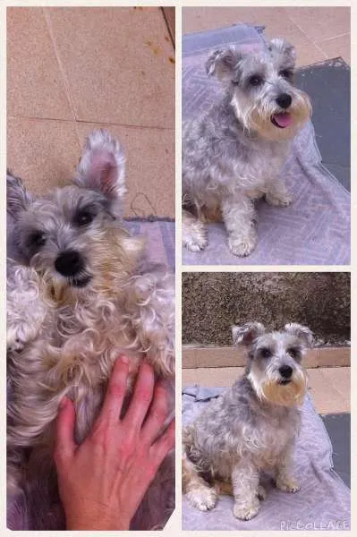 Cachorro raça Shnauzer idade 6 ou mais anos nome Jully