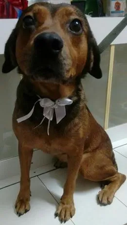 Cachorro ra a SRD idade 3 anos nome PRINCESA