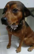 PRINCESA